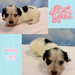 Light blue - Piebald female Dachshund puppy in Jonesboro, Illinois from Twin Hills Dachshunds