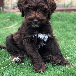 Australian Labradoodle Puppies from Coastal Labradoodles