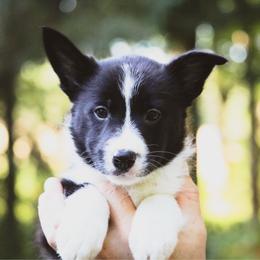 Amy - Black female Border Collie puppy in Dallas, Texas from Effervescent Border Collies