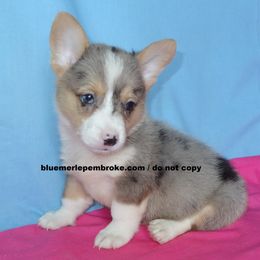 Australian Cattle Dog and Pembroke Welsh Corgi Puppies from Heelers in Texas
