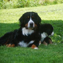 Bernese Mountain Dog Puppies from Lonesome Pine Farm