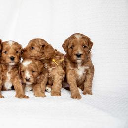 Goldendoodle Puppies from Country Club Doodles