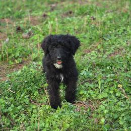 Fennel - Black and white male Aussiedoodle puppy in Wilkinsville, South Carolina from Feather Branch Farm and Kennel