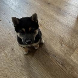 Shiba Inu Puppies from Mountain Air Shibas