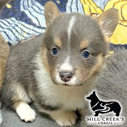 Freddy- Gorgeous Blue tri boy with his natural long tail - Blue male Pembroke Welsh Corgi puppy in Taylorsville, North Carolina from Mill Creek’s Pembroke Welsh Corgis and French Bulldogs