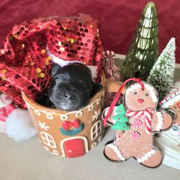 Boy 1 - Black male Miniature Schnauzer puppy in Mc Allen, Texas from Demara’s Premium Schnauzers