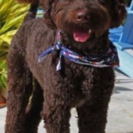 Australian Labradoodles from Scooby Doodle Doo Australian Labradoodles