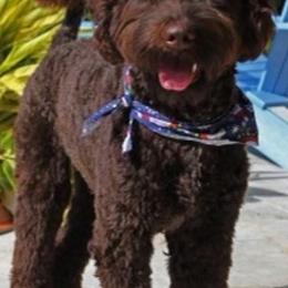 Australian Labradoodles from Scooby Doodle Doo Australian Labradoodles