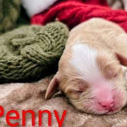 Penny - Buff female Cockapoo puppy in Perry, Arkansas from Parker's Cockapoos