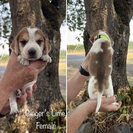 Girl 2 - female Beagle puppy in Brownsville, Oregon from Beagles on the Run