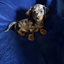 Dachshunds from Black Hills Dachshunds
