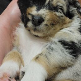 Australian Shepherd Puppies from Summit Australian Shepherds
