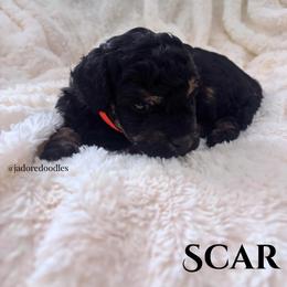 Scar - Black and tan male Cavapoo puppy in Memphis, Tennessee from J'Adore Doodles