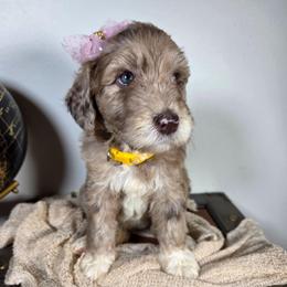 Ursa - Red merle female Aussiedoodle puppy in Haleyville, Alabama from The Cuddly Dood Ranch