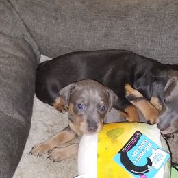 Miniature Pinscher Puppies from NutMeg Min Pins