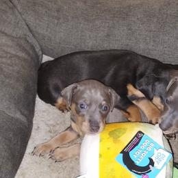 Miniature Pinscher Puppies from NutMeg Min Pins