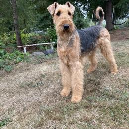 Airedale Terrier Puppies from Seaquest Airedales