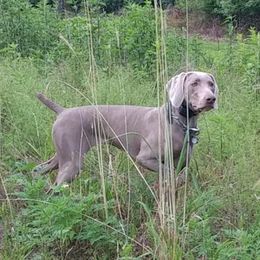 Smoke - Weimaraner
