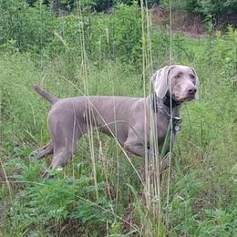 Smoke - Weimaraner