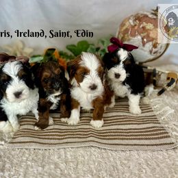 Finley - Bernedoodle