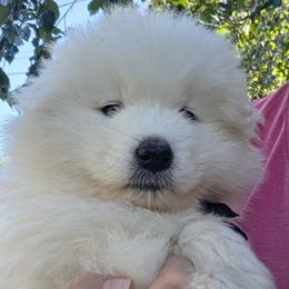 Brown - White male Samoyed puppy in Salem, Utah from Happy Valley Sammies