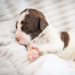 Truffle - Parti male Goldendoodle puppy in Wake Forest, North Carolina from Wake Forest Darling Doodles