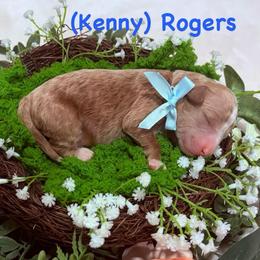 Kenny Rogers - Apricot male Goldendoodle puppy in Burley, Idaho from Gold Country mini doodles