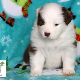 Julep - Red tri-color female Australian Shepherd puppy in Springville, New York from RisingStar Australian Shepherds