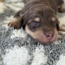 Brandy - Chocolate and cream female Dachshund puppy in Newport, Tennessee from Justice Doxies