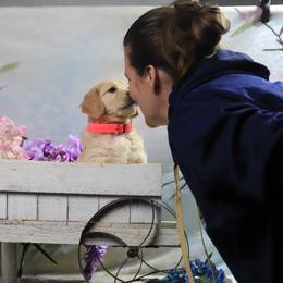 Golden Retriever puppies from VS Golden Fields