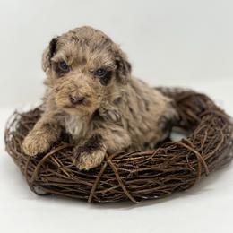 Little Joe - Merle male Labradoodle puppy in Davison, Michigan from Dreaming Doodles