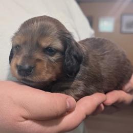 Freya - Red female Dachshund puppy in Homosassa, Florida from SAN’S Dachshunds