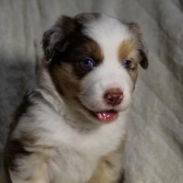 Bird - Red merle female Australian Shepherd puppy in Canyon Lake, Texas from Cascade Australian Shepherds