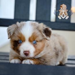 Bing Crosby - Red merle male Miniature Australian Shepherd puppy in Hearne, Texas from Wigglebutts Unlimited