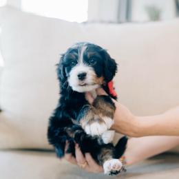 Joey - Tri-color male Bernedoodle puppy in Murray, Utah from Sun Valley Doodles