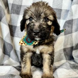 Lucky - Tri-color male Bernedoodle puppy in Lowell, Arkansas from Sunny Sky Doodles