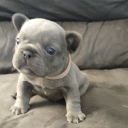 French Bulldog Puppies from Tamra Newswanger