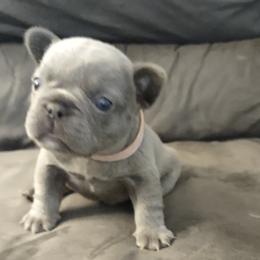 French Bulldog Puppies from Tamra Newswanger