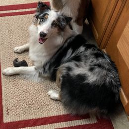 Australian Shepherd All Grown Up from Shockwave Australian Shepherds