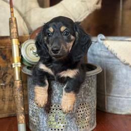 Oliver - Black and tan male Dachshund puppy in Woodbine, Georgia from Coastal Bluff Pups