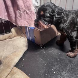 English Setter and Gordon Setter Puppies from Windsor Setters