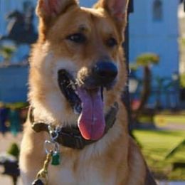 Belgian Malinois from Vom Herden Haus Kennels