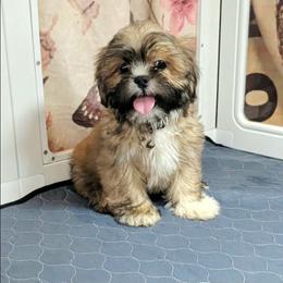 Potato - Brown male Lhasa Apso puppy in Jefferson, New York from Absolute Lhasa Love