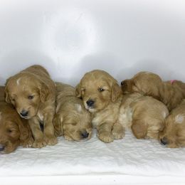 Goldendoodles and Golden Retrievers from Golden Heaven Puppies