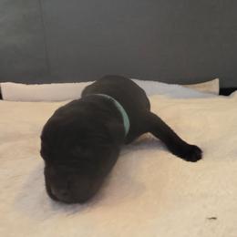 Male 7 blk - Black male Labrador Retriever puppy in Lenore, Idaho from Sunny Skies Retrievers