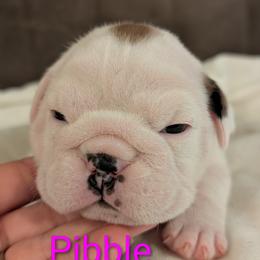 Bulldog Puppies from Shirley EB