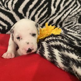 Dalmatian Puppies from River Bend Barkery