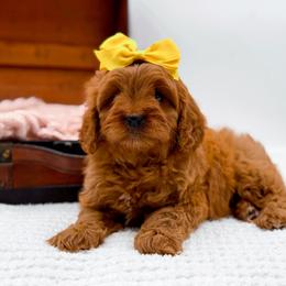 Riley - Red female Cavapoo puppy in North Carolina from NC Doodle Puppies