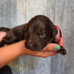Almond - Brown and white female Aussiedoodle puppy in Lithia, Florida from Waterford Doodle Farm