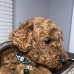 Green collar - Red  male Poodle puppy in Jurupa Valley, California from gucci_bentleys_goldendoodles
